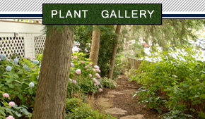 garden landscape in new jersey